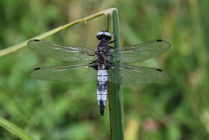 Ugyanakkor könnyen összetéveszthető a hasonló, kék potrohú, fekete potrohvégű Orthetrum fajokkal.