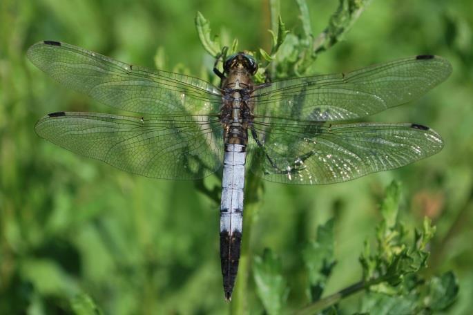 Orthetrum albistylum (Selys, 1848) Fehér pásztor Elsősorban Európa középső és délkeleti részén előforduló faj, amely különféle növényzetben gazdag állóvizekben, lassan áramló vizű vízfolyásokban