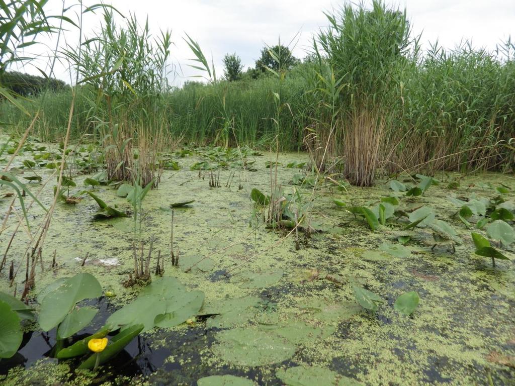 ) A holtág sekélyebb részeiben kis számban megjelenik a békatutaj (Hydrocharis