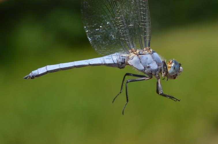 A B 15. kép. Hím pataki szitakötő (Orthetrum brunneum) oldalról (A) és szemből (B) (fotók: Móra Arnold).