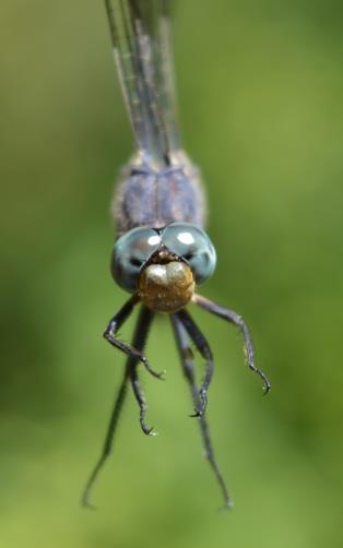 A hímek potrohának kéksége az Orthetrum brunneum fajéhoz hasonló, de nem olyan feltűnően kék, illetve ez a szín a torra nem terjed ki, az