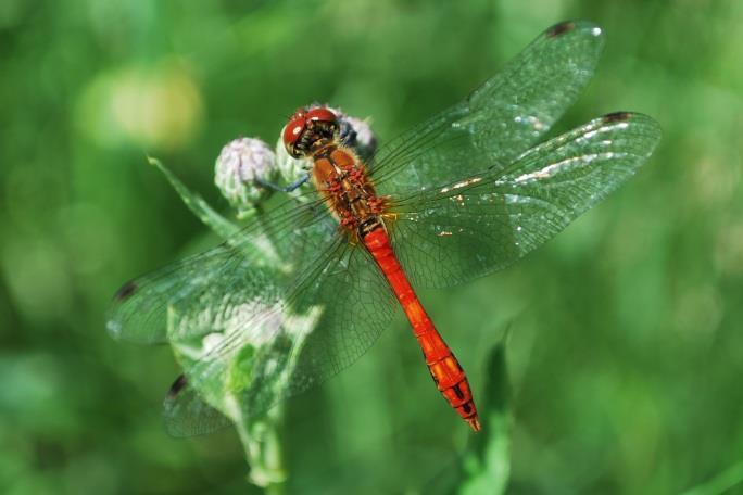 Sympetrum sanguineum (Müller, 1764) Alföldi szitakötő Európa és Magyarország egyik leggyakoribb szitakötőfaja (BOUDOT és KALKMAN 2015), az időszakos kisvizek és a gyors