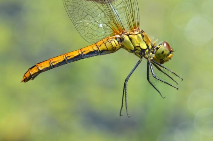 A Sympetrum fajok terepi azonosítása gyakran nem könnyű, különösen a nőstények és az éretlen hímek esetében. A S. sanguineum hímje (17.