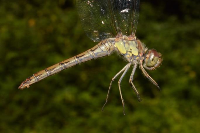 Hím (A) és nőstény (B) alföldi szitakötő (Sympetrum sanguineum) (fotók: Móra Arnold).