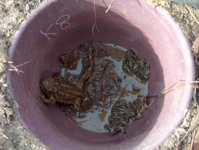 6. ábra. A vödörcsapda kihelyezésének vázlata (forrás: KORSÓS 2007). Vödörcsapdába esett barna varangy és barna ásóbékák (fotó: PURGER J. J.) 4.