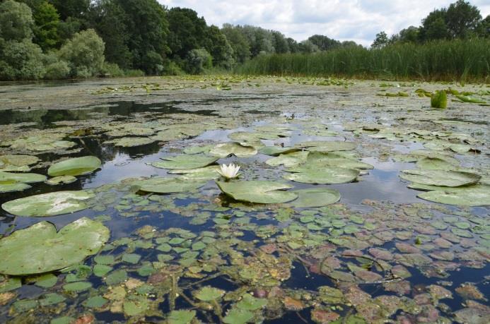 Sávban történő mintavétel vizuális megkereséssel A vizsgálat helyszínei: A kétéltű és hüllőfajok monitorozását a botanikus kollégák által a vízi