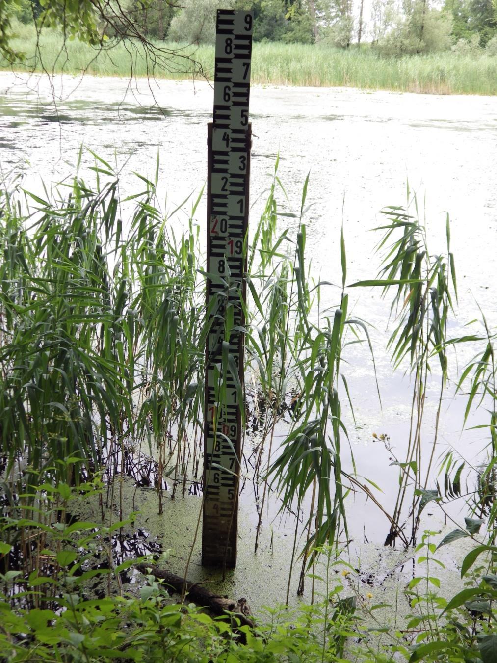 3. ábra. Vízszint mérő oszlop az Ó-Dráva alsó szakaszán 2016. július 15.-én. (Fotó: Purger D.) A holtág mentén a természetes növénytakaró kialakulását alapvetően a vízfolyás közelsége határozza meg.