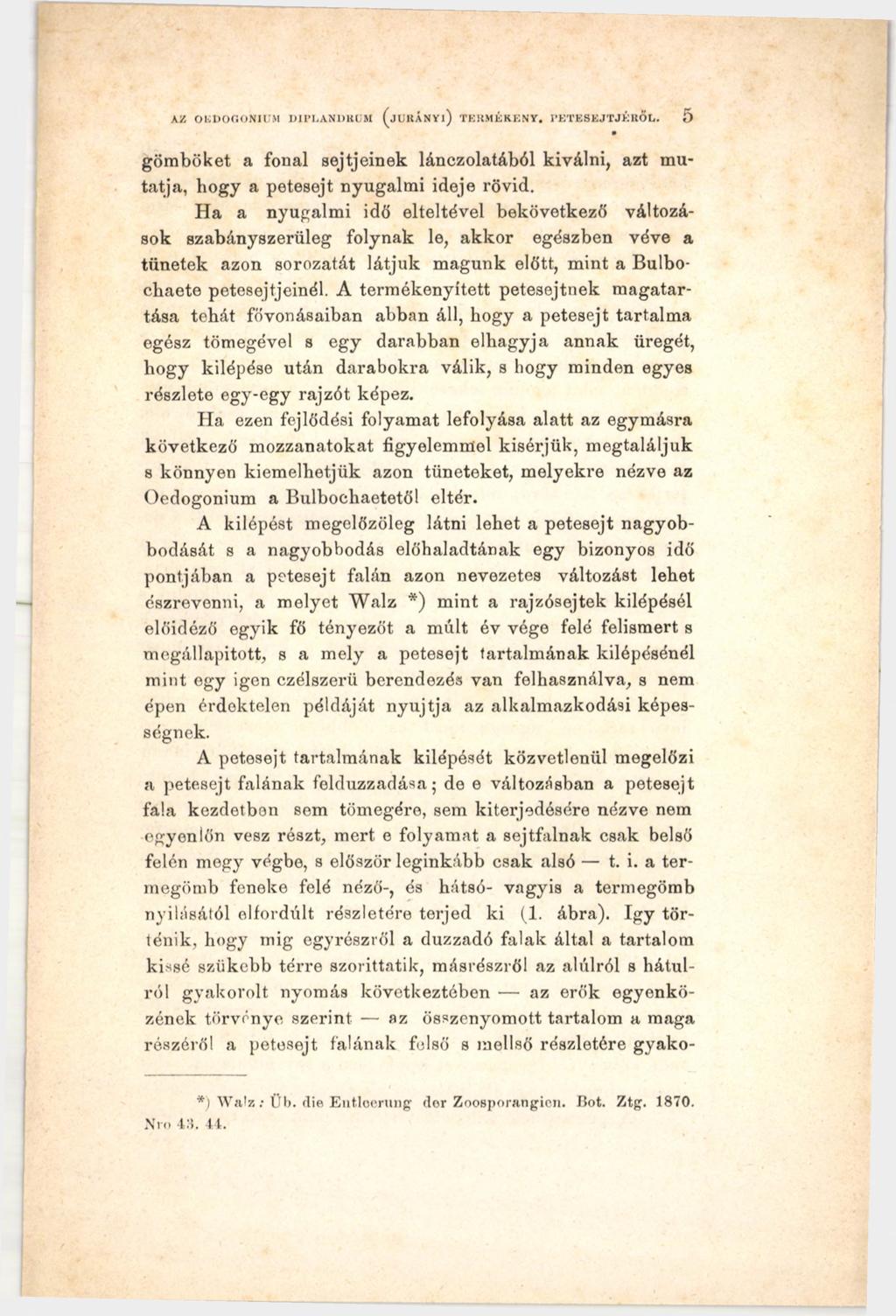 K i OEDOGONIUM DIPLANUtttM (ju ltá N Y l) TERMÉKENY. l'eteskjtjéitöt.. 5 gömböket a fonal sejtjeinek lánczolatából kiválni, azt mutatja, hogy a petesejt nyugalmi ideje rövid.
