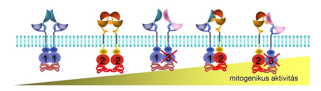 HER2 és a kináz deficiens néma HER3 heterodimerje kiemelkedően mitogenikus potenciállal bír. A HER2 autoaktivációja homodimerizációja expressziós szint függő lehet.