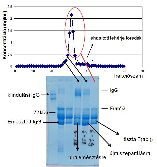 20. ábra. A trastuzumab IgG és F(ab ) 2 fragmentumok elválasztása gélszűréssel A frakciók összetételét nem-redukáló SDS gél elektroforézist követő Coomassie BB festéssel vizsgáltuk.