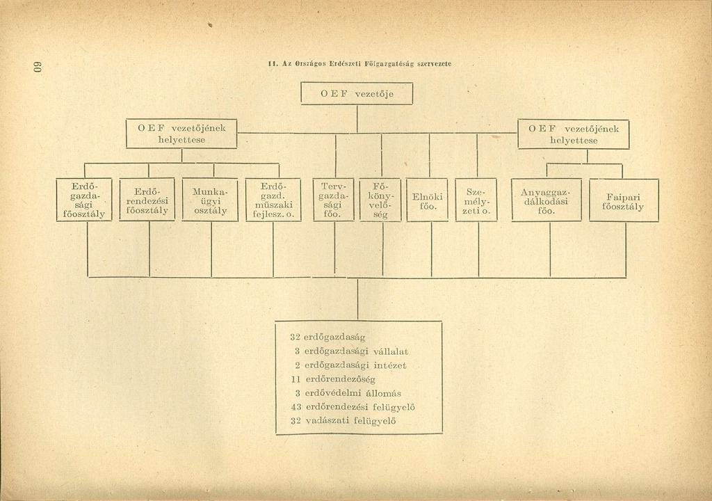 11. Az Országos Erdészeti Főigazgatóság szervezete O E F vezetője O E F vezetőjének helyettese O E F vezetőjének helyettese Erdőgazdasági főosztály Erdőrendezési főosztály Munkaügyi osztály Erdőgazd.
