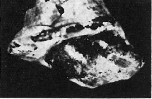 Família: Trochidae Genus: Calliostoma Calliostoma xavieri (Pereira da Costa) var. 4. ábra 1904 Xizyvhinus xarieri, Pereira da Costa, p. 6, pl. XXXI., fig. 4. 1915 Calliostomi xarieri, Cossmann et Pey rot, Tom.