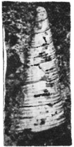Ezideig a portugál tortonai és az Aquitáni-medence helvéti rétegeiből volt ismert a faj Família: Turritellidae Genus: Turritella Turritella incisaeformis Cs.