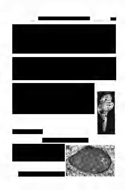 Bald i К okay: A kismarosi tufit... 279= Turritella aff. communis R i s s о 1956 Turf ellu communis subuliformis, Csepregh y-m e z n e г i с s. p. 384. T. I., fig. 33. 1966 Тлп,' IIa aff. communis. S t r a u s z, p.
