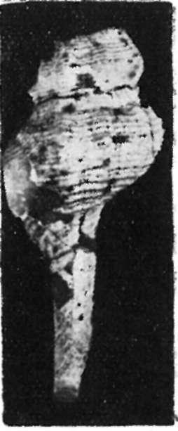 1 66 Triria europaea, S trau s z, p. 237, Taf. LXXVI, Fig. 4-5. Egy kőmag került elő tufitos agyagmárgából, azonban a barázda hiánya a hátsó oldalon jól megkülönbözteti a T. affinis D u j. alaktól.