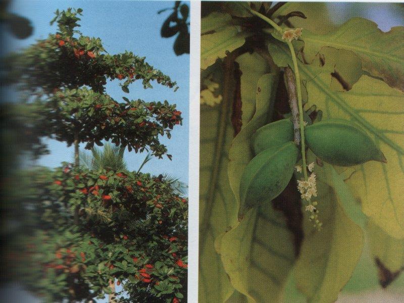 indiai mandula vagy katappafa (Terminalia catappa):