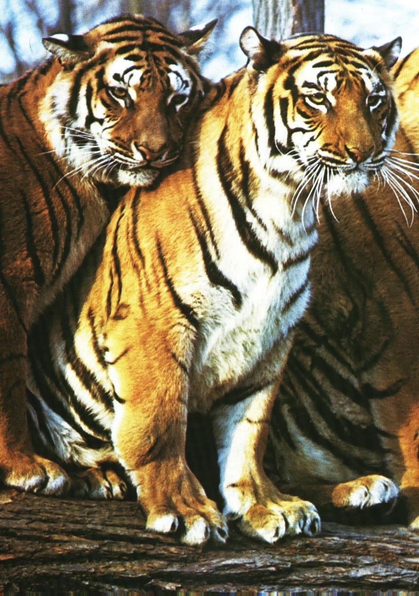 tigris -