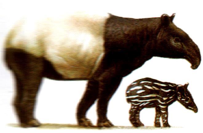 Tapirus