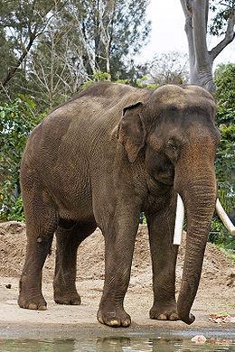 ázsiai elefánt (Elephas maximus) Alfajai: Ceyloni elefánt