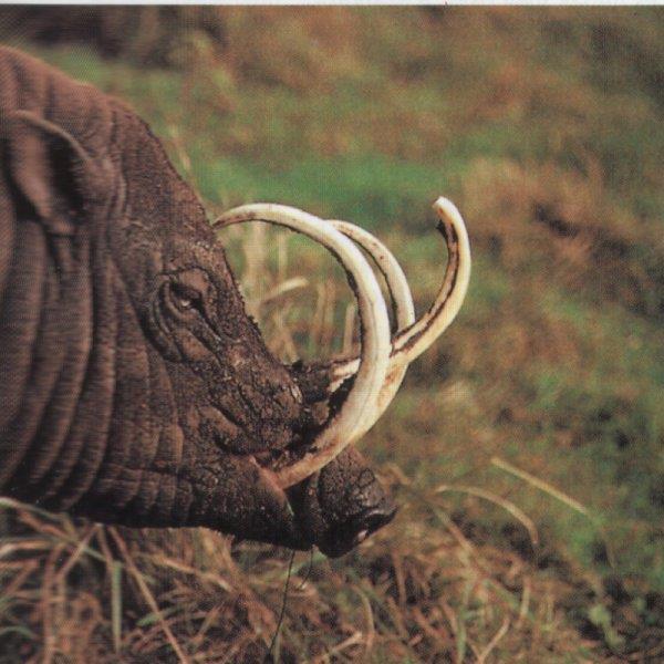 babirussza