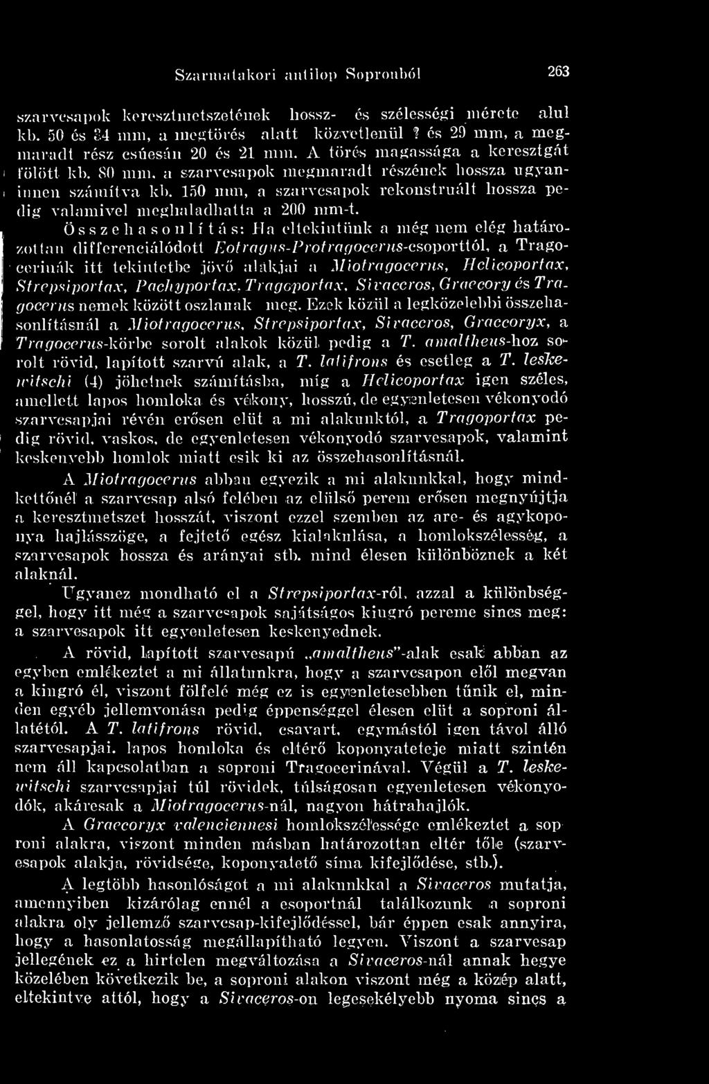 Ezodv közül a legközelebbi összehasonlításnál a Miotragocerus, Strepsiportax, Sivaceros, Graecoryx, a Tragocerus-körke sorolt alakok közül pedig a T.