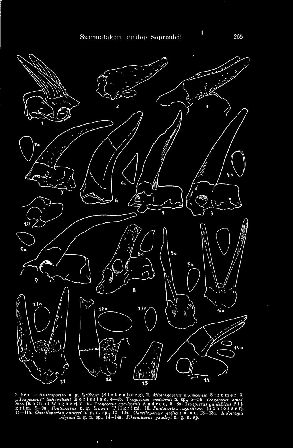 Tragocerus curvicornis Andree, 8 8a. Hragocerus punjabicus P i 1- g r m, 9 i 9a. Pontoportax n. g. browni (P i 1 g r i m), 10.