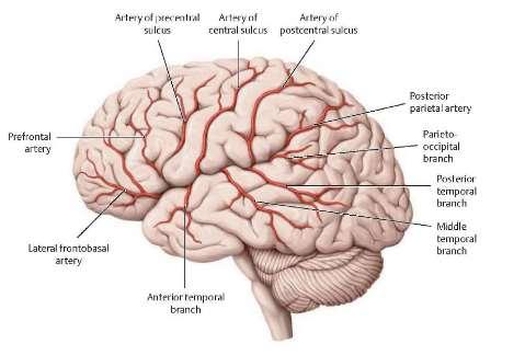 Arteria cerebri media