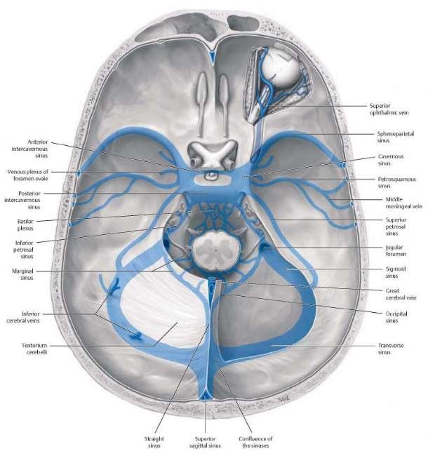 A koponyából a vér elsősorban a