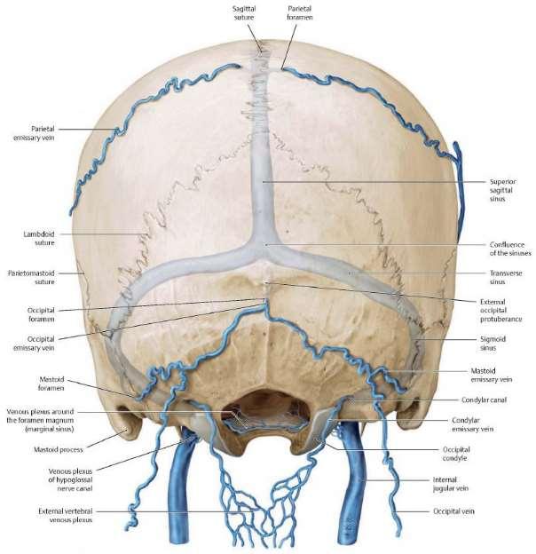 Parietal, occipital, mastoid