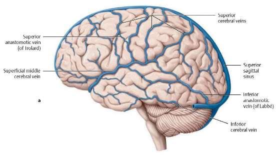 Az agyi vénákban nincsenek billentyűk, elhelyezkedésük igen változatos Vénák a convex felszínen -venae