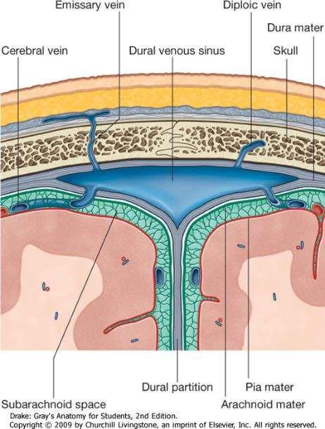 Agyburkok Csont Spatium epidurale- meningealis artériák Dura mater Spatium