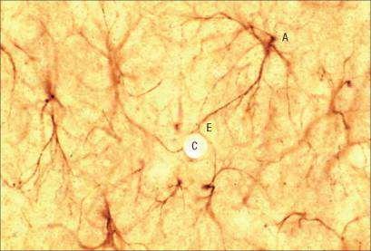 a következő rétegek választják el: Note that astrocytes have extremely dense, (1) a kapillárisfal endothel sejtjei, numerous processes: immunostaining only reveals (2) a