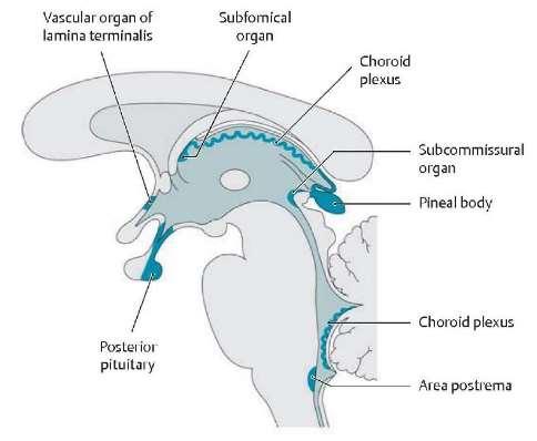 Circumventricular organs (CVOs) are structures are characterized by their extensive vasculature and lack of a normal blood brain barrier (BBB).