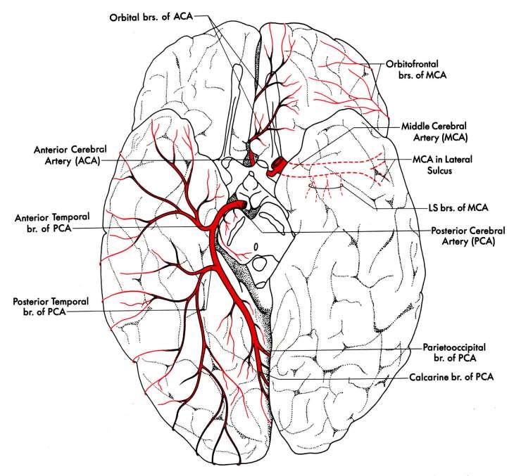 Az arteria cerebri posterior (PCA) agykérgi ágai. MCA: a. cerebri media.