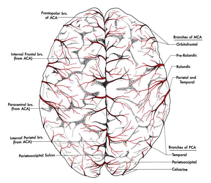 ACA: arteria cerebri anterior A watershed zóna az artériák (ACA, MCA, PCA) ellátási területeinek határán: érzékeny