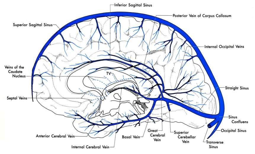 A medialis