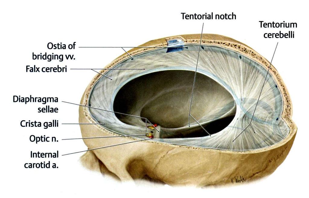 A falx cerebri és tentorium cerebelli a koponya üregét rekeszekre osztják (tentorial notch: incisura tentorii).
