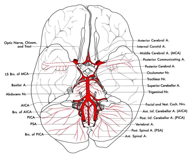 Circulus arteriosus (Willis) és a