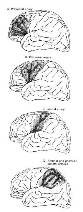 Az arteria cerebri media felületes ágainak ellátási területei egymást követik az ágak szerint. Látható, hogy a gyrus precentralis és postcentralis közös artériával rendelkezik (a. sulci centralis).