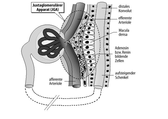 Juxtaglomeruláris apparátus (JGA) Disztális csatorna Efferens