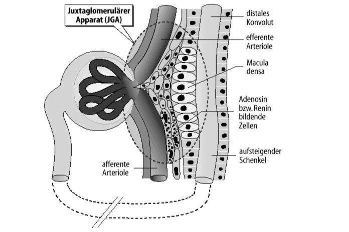 Renin-angiotenzin-aldoszteron rendszer A juxtaglomeruláris apparátus Renin ( 66500 d) Az angiotenzinogén (alfa2-globulin, májban termelődik), ebből hasad le renin