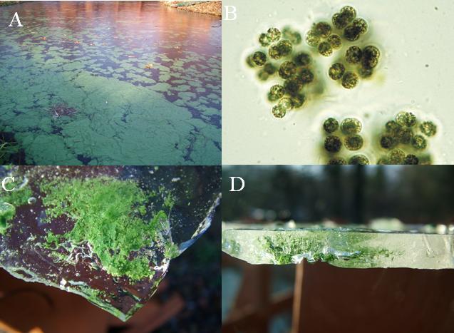 4. ábra. A Hármashegyi tóban (47º33 N, 21 50 E) 2005 telén megjelenő Microcystis viridis algavirágzás (A). A jégből izolált M.