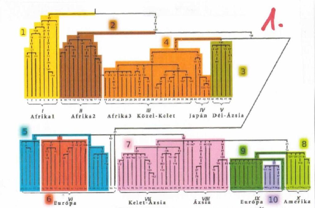 4 RÉGÉSZETI ÖRÖKLÉS- TAN ARCHEOGENETIKA (I/6.), EMBERTAN ÉS MA- GYAR ŐSTÖRTÉNET (II/3.) D e á k I s t v á n ( B u d a p e s t ) : Üveghegy Bevezetés.