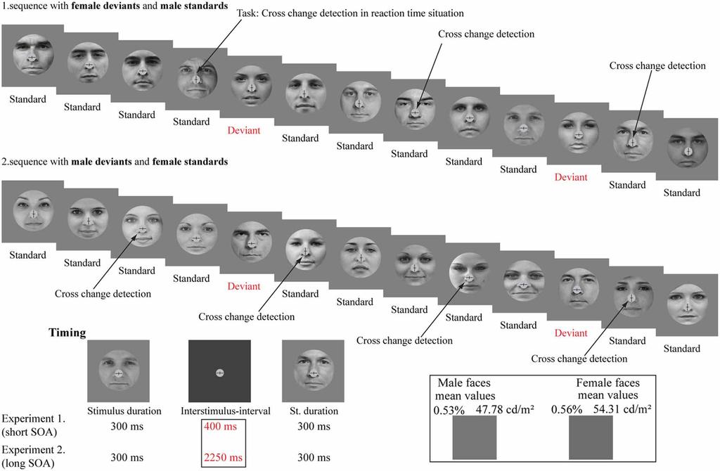 Kecskés-Kovács et al. Visual mismatch negativity and change of gender face stimuli FIGURE 1 Stimuli and illustration of the sequence applied.