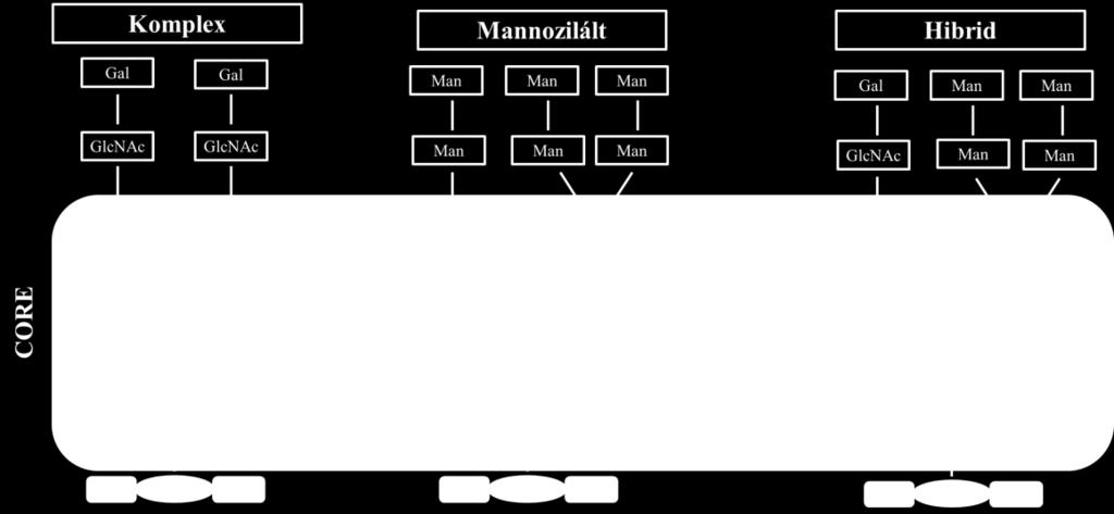 csak mannóz tartalmú egységek építik fel [5]. 2. ábra: Komplex, mannozilált vagy hibrid típusú N-glikánok sematikus ábrázolása.