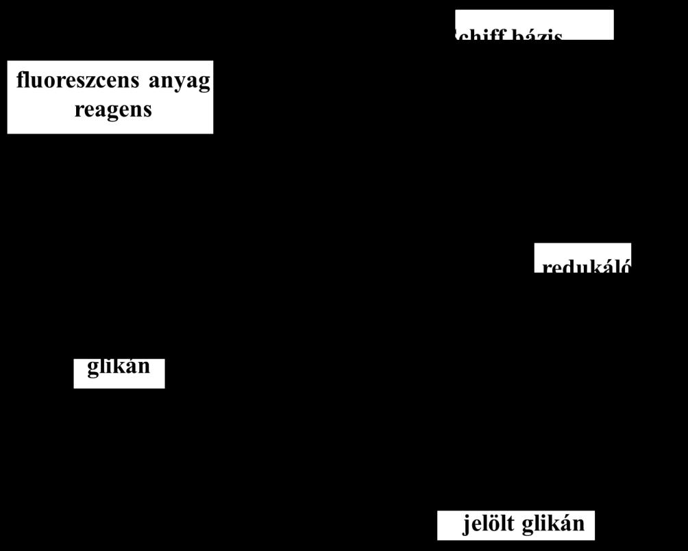 magas kihozatalt biztosít az oligoszacharidok jelölése során. A 8.