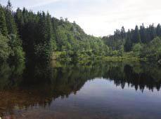 Ugyanakkor az is látható, hogy Stanley környékén nincsenek fenyvesek.