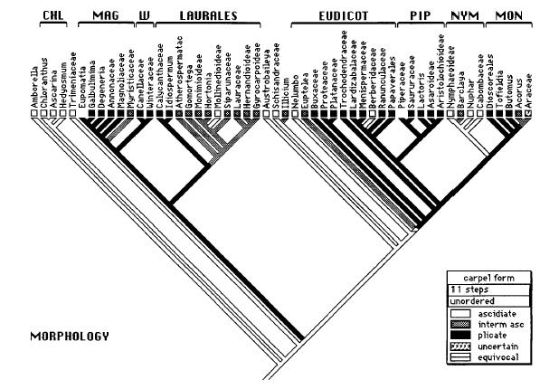 2000 Doyle and Endress - Analysis based on morphological data - Morphological analysis comfirmed molecular results -