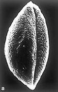 Eudicots