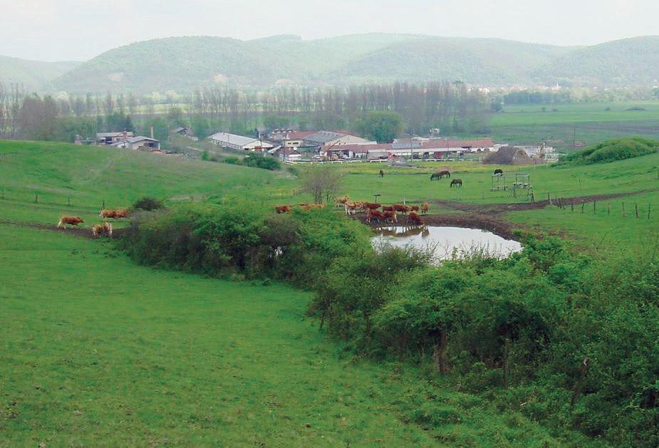 A technológia minőségét jelzi az állatok életkor szerinti megoszlása, mely 2017-ben az alábbiak szerint alakult: kilenc tehén 18-19 éves, nyolc tehén 16-17,